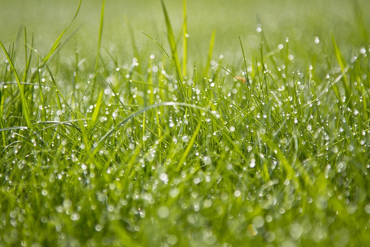 grass, dew, green