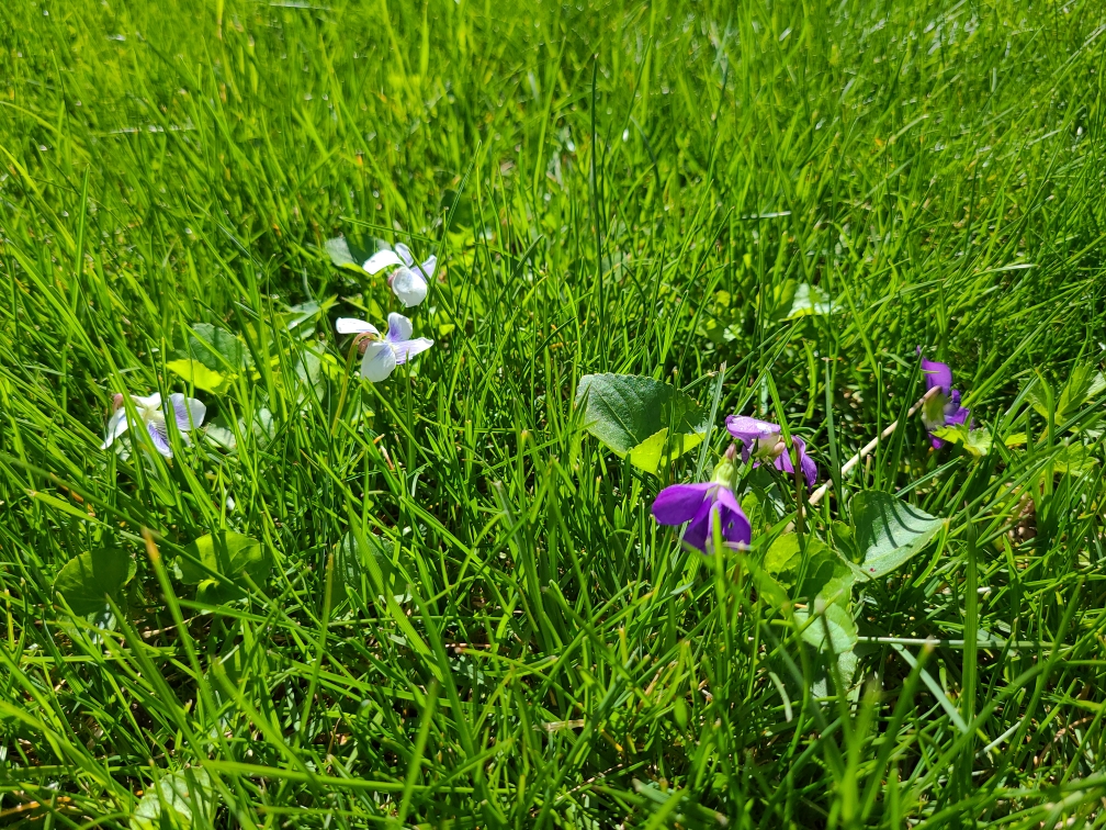 Violets are a type of weed