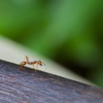 ant-1182282_1280