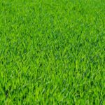 grass-275986_1920