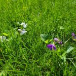 Violets are a type of weed